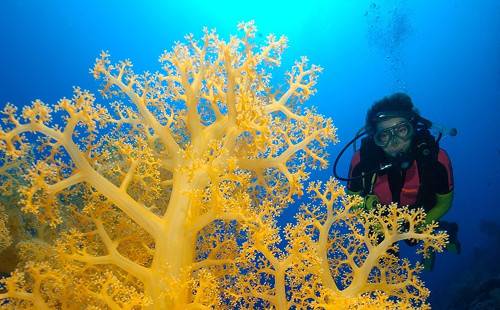 Морские обитатели